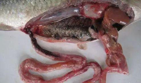 (5)春季对寄生虫的杀灭不及时或不彻底,寄生虫的感染进一步造成鱼体