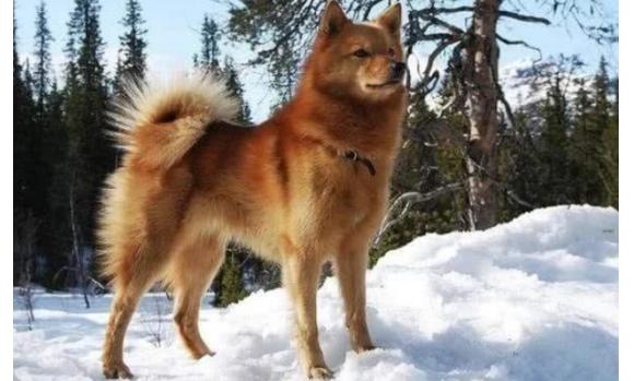 犬种历史狐狸型犬的历史可以追溯到几千年以前,而在18世纪之前,芬兰
