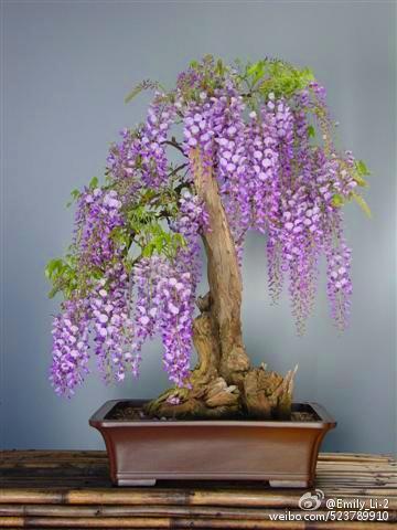 盆景紫藤