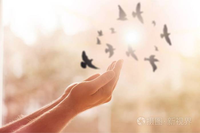 妇女祷告和自由的鸟享受自然日落背景, 希望概念