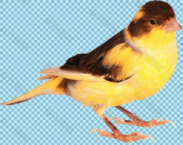 黄色小鸟图片免抠png透明图层素材