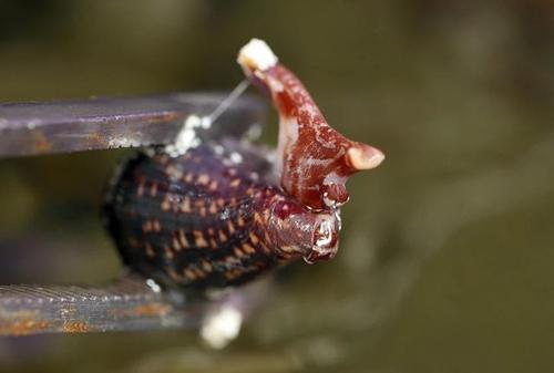 英国男子家中鱼缸藏着剧毒蜗牛,谨慎救了他一命