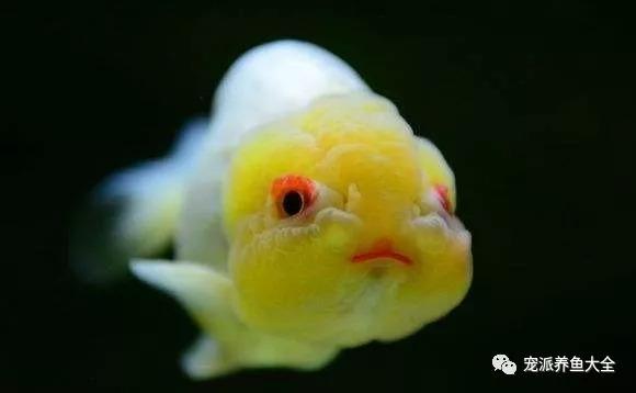 每日一鱼纯白红眼的兰寿叫玉兔金鱼