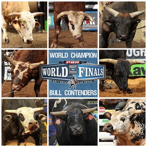 who will be the pbrs world champion bucking bull?