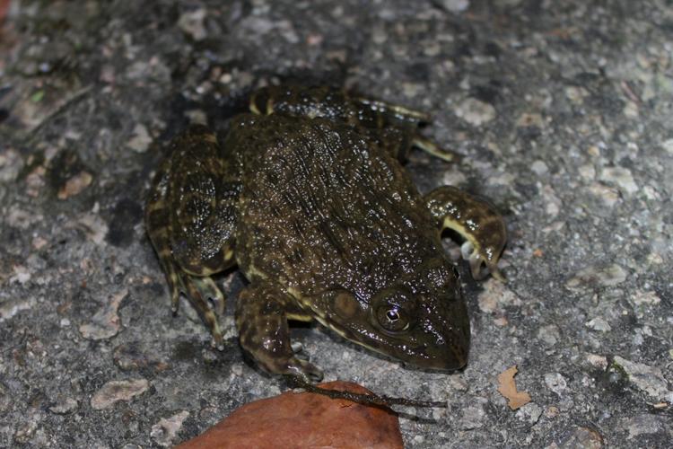 p>虎纹蛙(学名: i>hoplobatrachus rugulosus /i>)是叉舌蛙科,虎纹蛙