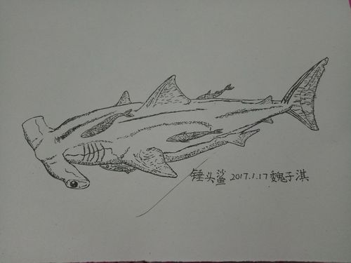 锤头鲨20170117