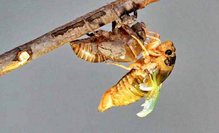 蝉的幼虫叫什么学名解读蝉的幼虫学名及其作用