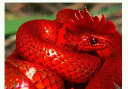 酒红色的蛇是什么蛇