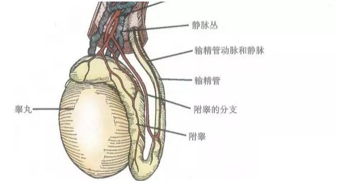 如下图所示,精索是与睾丸相连的结构,包括血管,输精管和神经.