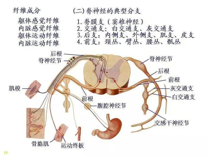 脊神经解剖图