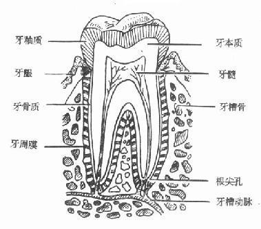 什么是牙齿根尖?