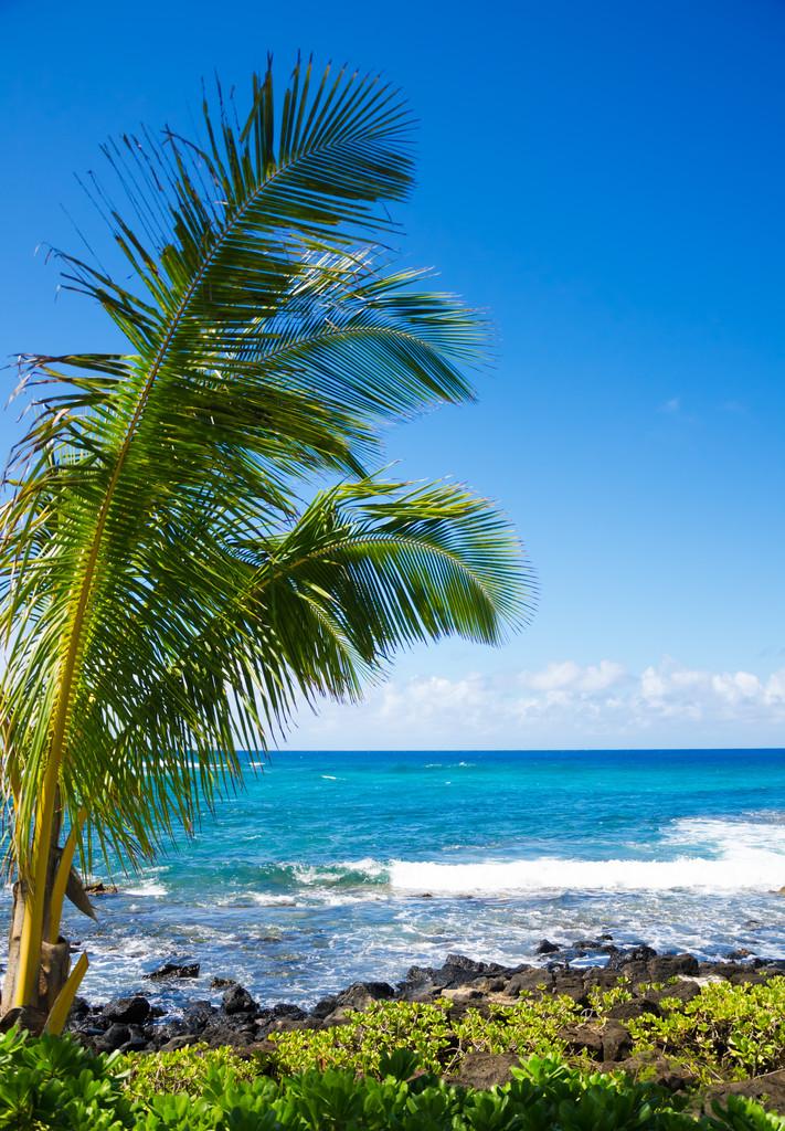 海边的棕榈树,在夏威夷考艾岛海洋椰子棕榈树