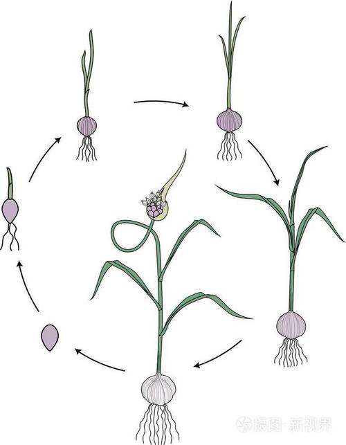 大蒜生命周期.珠芽到开花大蒜植株生长的连续阶段插画-正版商用图片09