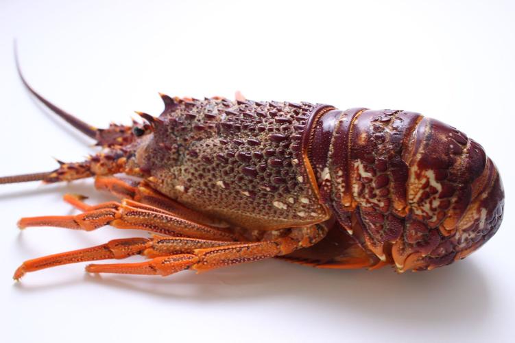 产地直发澳洲进口深海龙虾 鲜活捕捞酒店家居食材大龙虾750克
