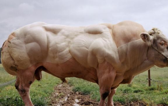 世上最强壮的牛,牛界巨石强森,体长5米,你可能早就吃过它_肌肉
