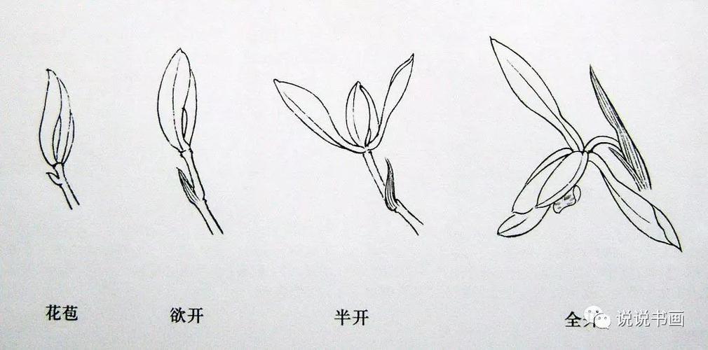 要有长短·高低错落,使之有节奏感,不可平齐;   兰花一般为五瓣,结构