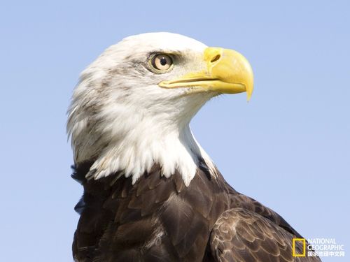 美国独立日美国十大标志性动物了解一下
