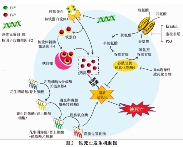 与目前已知的四种细胞死亡方式不同(图1),铁死亡发生机制主要与铁代谢