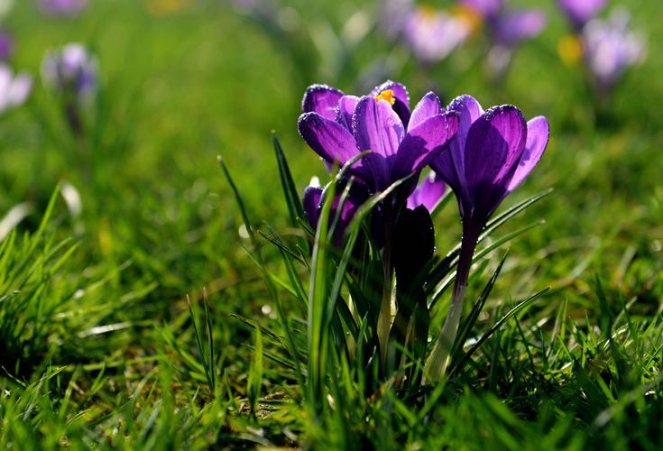 红花(saffron (/04s03fr08n/),学名:crocus sativus)或称藏红花