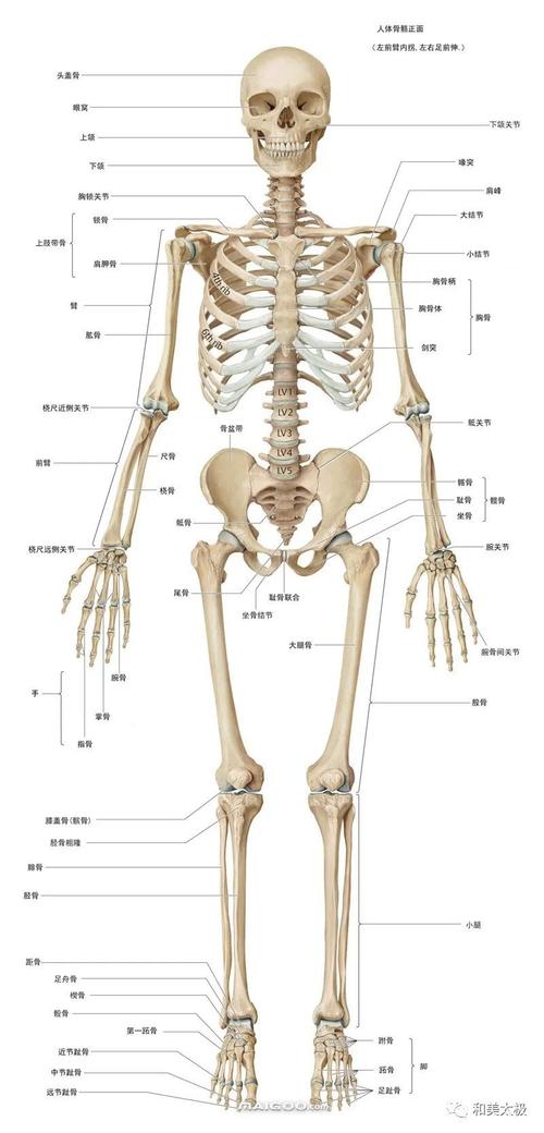 【转】艺用解剖 | 人体骨骼结构图