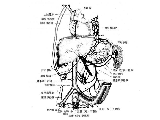 侧支循环的建立和开放,临床上有三支重要的侧支开放 食管和胃底静脉