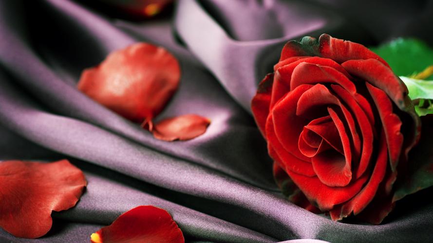 壁纸 织物,红玫瑰,花瓣