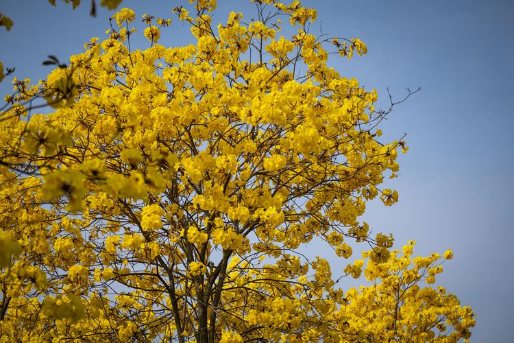 春天在一树树黄花中醒来原创首发