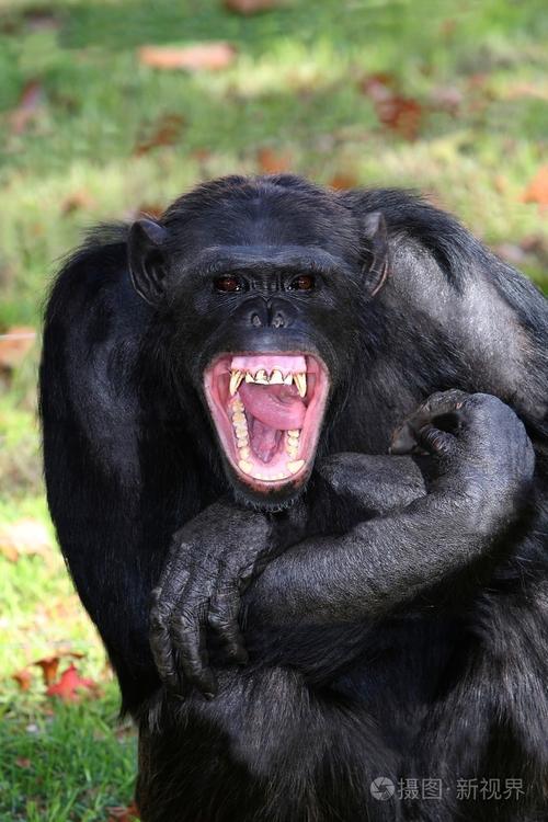 黑猩猩的牙齿