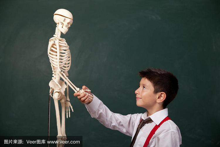 小男孩一边看着人体骨架一边思考