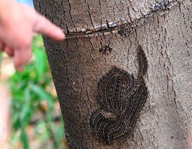 "贴树皮"在农村树林最常见一种虫子,满身的毛毛看着就恶心.