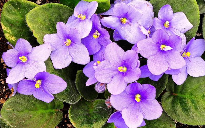 紫罗兰,紫色的花朵 iphone 壁纸