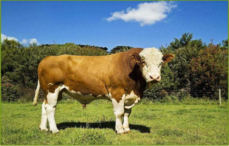 西门塔尔肉牛苗 小牛犊价格 怀孕母牛 提供技术资料