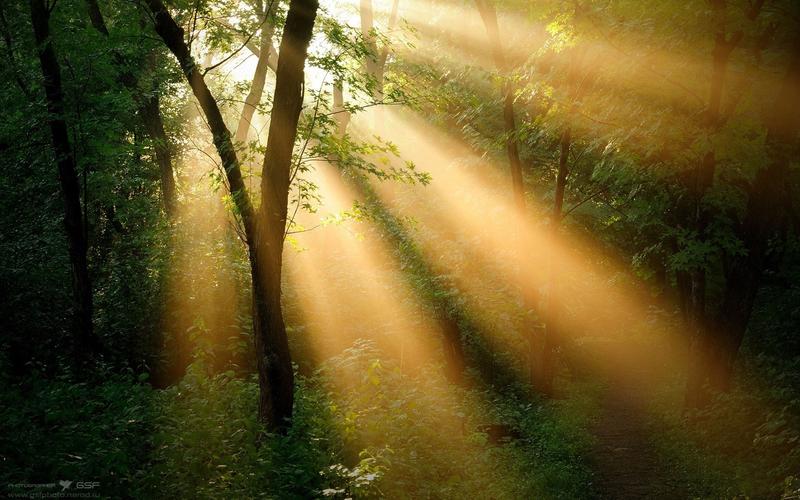 穿过树林的唯美阳光壁纸 _ 穿过树林的唯美阳光壁纸[图片专辑] _ 图片