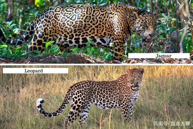 花豹vs美洲豹,一个是横行亚非大陆的隐秘刺客,一个是制霸南北美洲的