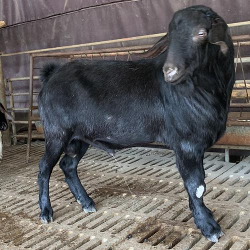 湖南努比亚黑山羊养殖基地 云南黑山羊市场价多少一公斤-阿里巴巴