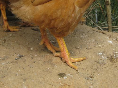 我的公鸡的脚是红的正常吗