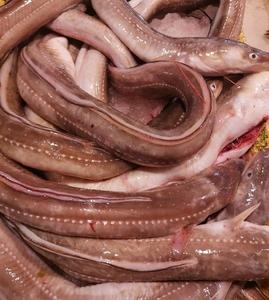 东海现捕新鲜海鲜七星鳗鱼 沙鳗油鳗海鳗鱼海鳝 7两-2斤/条 500g