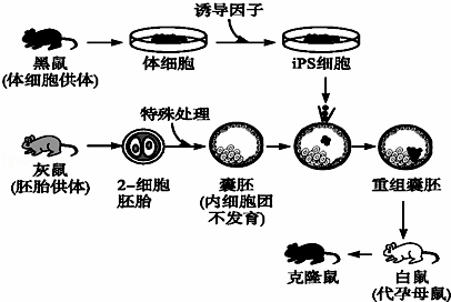 ips),继而利用ips细胞培育出与黑鼠遗传特性相同的克隆鼠.流程如下
