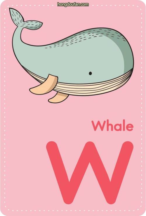 鲸鱼用英文怎么说whale英语单词卡片