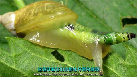 被寄生虫侵入身体的僵尸 蜗牛
