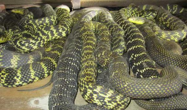 大王蛇是无毒蛇中(除蟒蛇外)长势最快,形体较大的蛇类,栖息在山地
