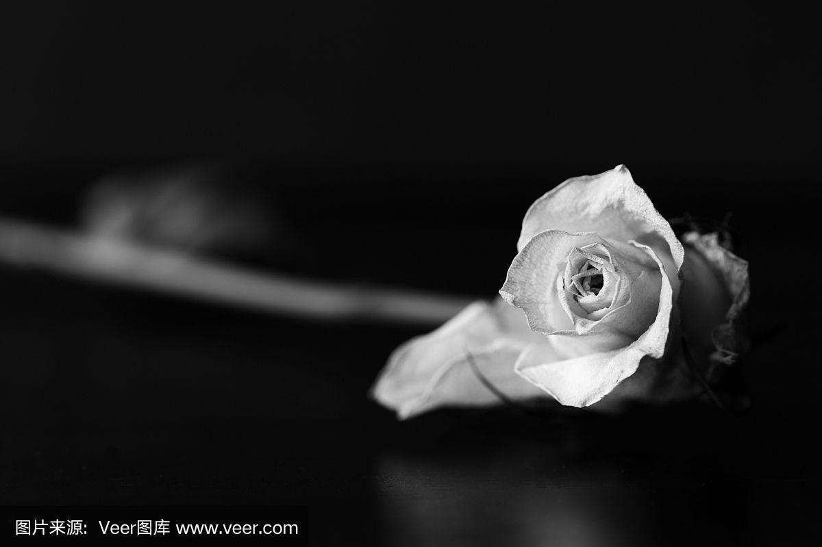 干白玫瑰在黑色背景上的特写.黑色和白色