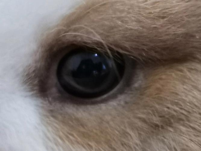 四只兔子的眼睛