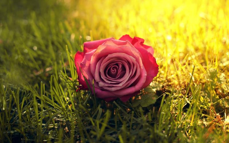 一朵粉红色的玫瑰在草地,阳光,阳光壁纸,高清图片,壁纸,花卉-桌面城市