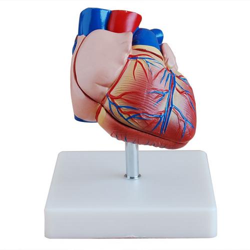 rapid complicated human heart medical model mockup
