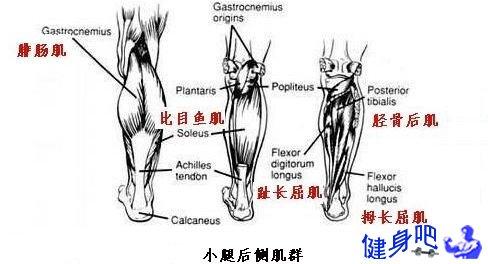 腿部肌群图解:腿部肌肉图示及英文名称介绍