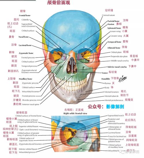 人的头骨(人的头骨结构图)-骁龙网