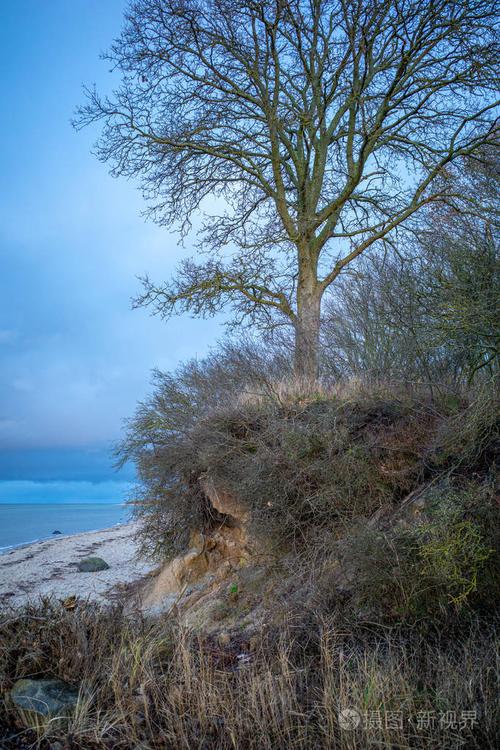 一棵树矗立在波罗的海的悬崖边上