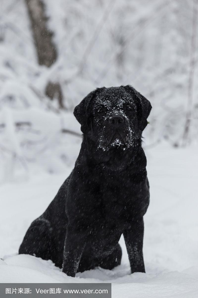 雪地里的黑色拉布拉多犬