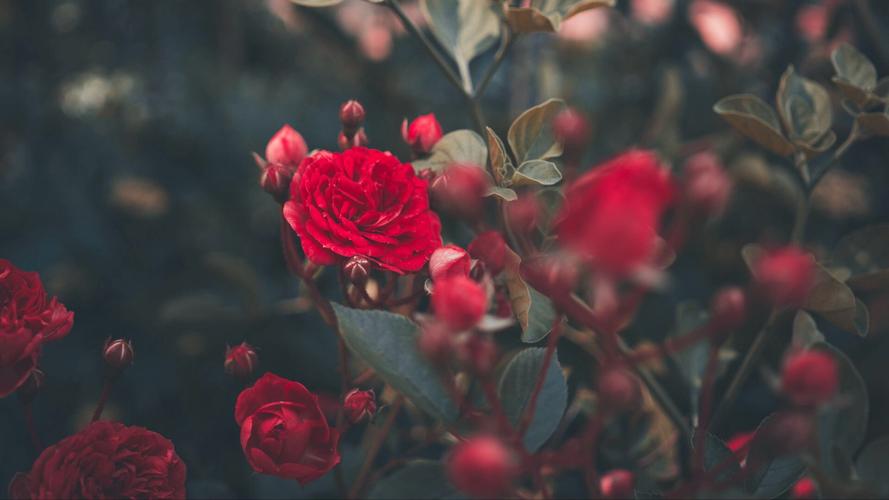 意境唯美的红玫瑰高清壁纸